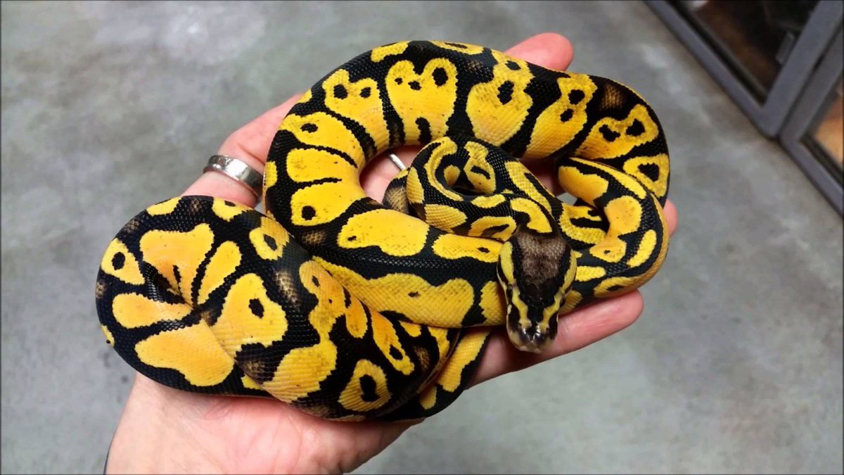 XYZReptiles's tweet image. Here at #XYZReptiles, we have a love for the animals and an eye for detail! We have combined these traits to bring our customers a great reptile buying and keeping experience! Get your own baby pastel ball python today:
ow.ly/85N030nw2cO
#BabyPython #PastelBallPython