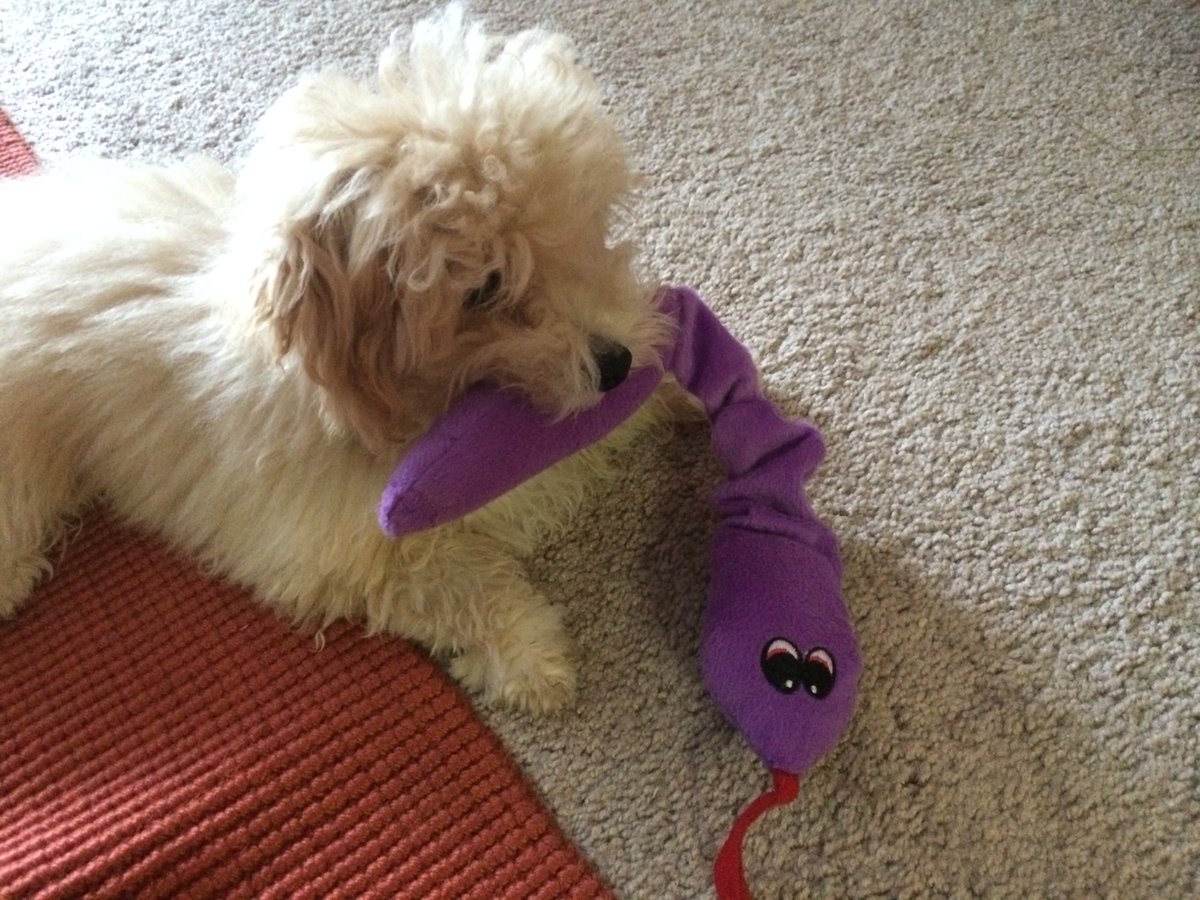 JasonCookJourno's tweet photo. @Optiv @bdwtexas since we're dog-postin, here's my mini poodle: https://t.co/ukBNno30yA