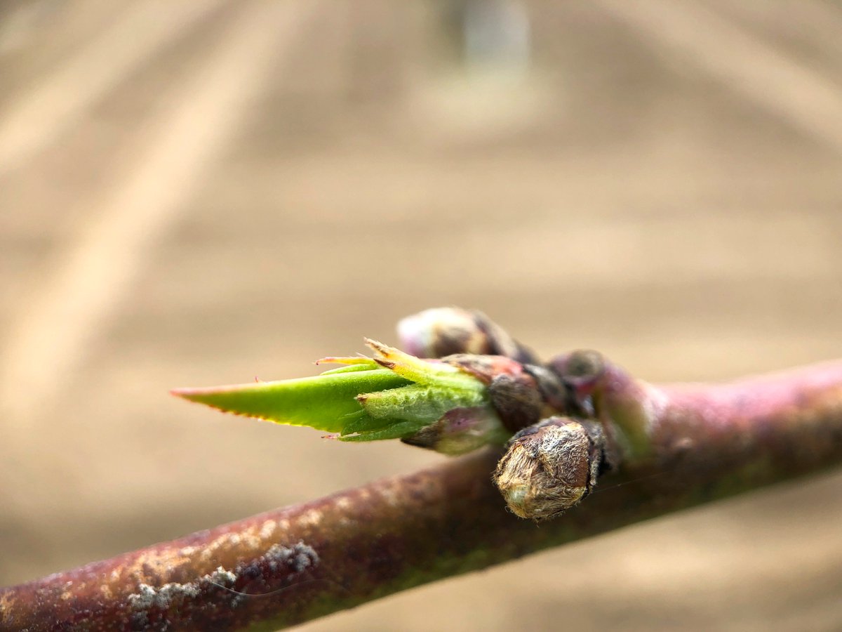 Summeripe's tweet photo. The first of the buds starting to push...  Take a look at these photos shot on a  @moment lens! https://t.co/l7P1rqWhyg