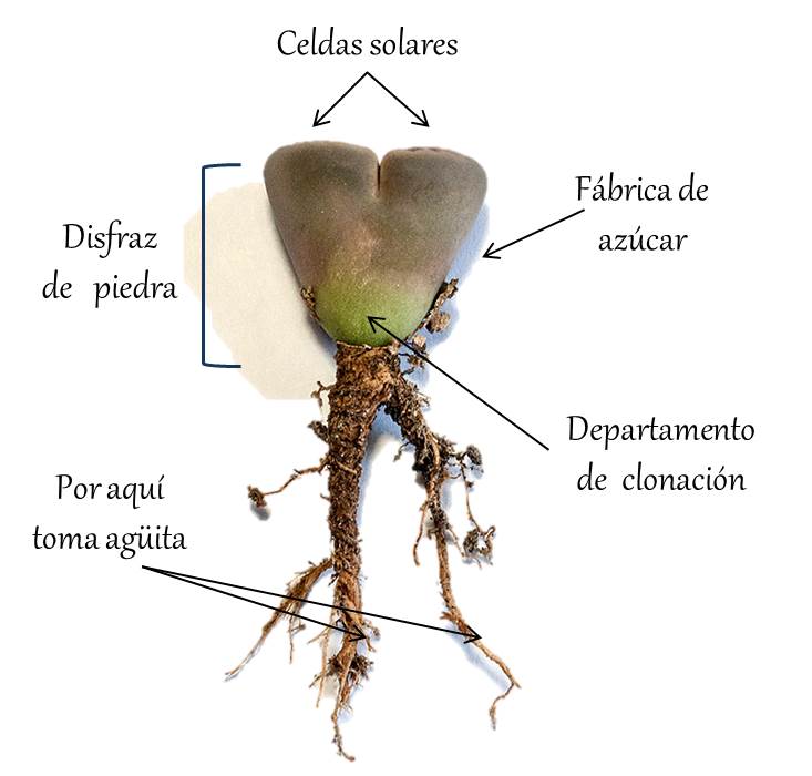 HeliaNochtli's tweet image. Nos unimos al juego de hoy #UnscienceAplant con #lithops 🌿🌞
@PlantLoveStory @lithopscrazy @plantae_org @LithopsStories