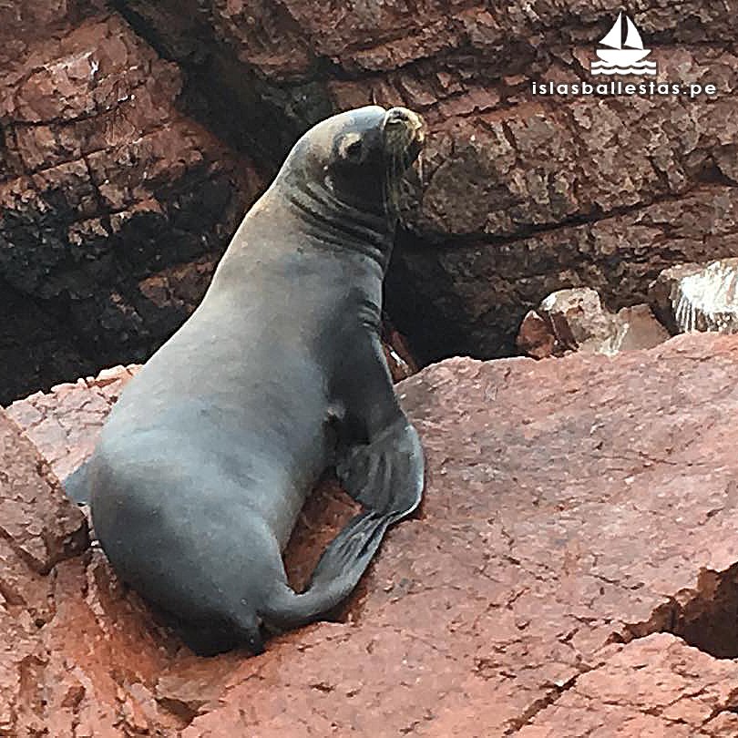 IslasBallestas's tweet photo. Las Islas Ballestas se pueden visitar cualquier día de la semana, tenemos 2 salidas al día 8 am y 10 am, ambas duran 2 horas, partimos del embarcadero La Marina Turística de Paracas, precio S/.40 soles. + info https://t.co/y9AuNkYTAf 

#Perú #Viajes #Paracas #Travel #Ica #turismo https://t.co/icRC1BuuVI
