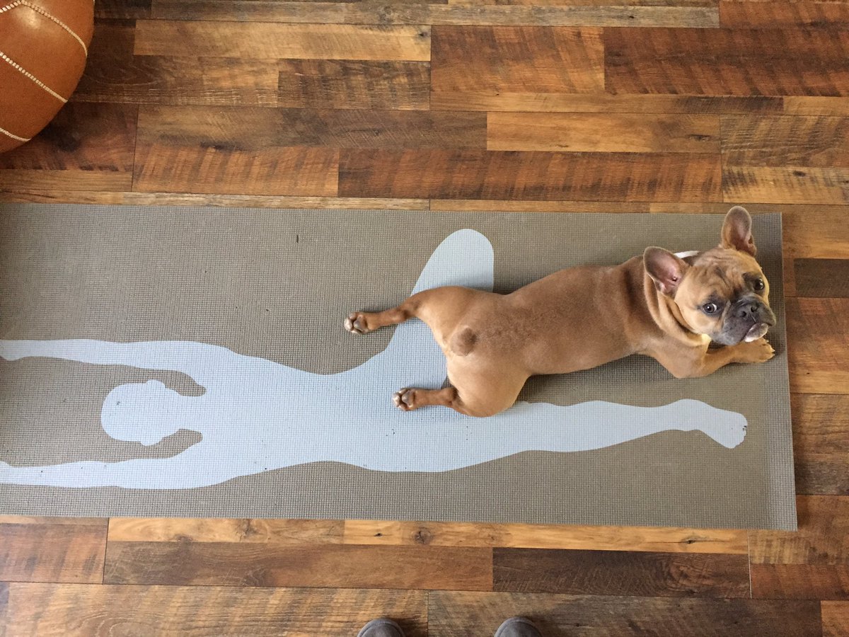 Meg_onthe_News's tweet photo. Downward dog #yoga #plank #frenchiestretch #bullyboy #Archbarch https://t.co/7A9j4TJ15s