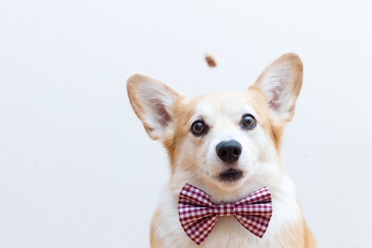 The Daily Puppy tweet media