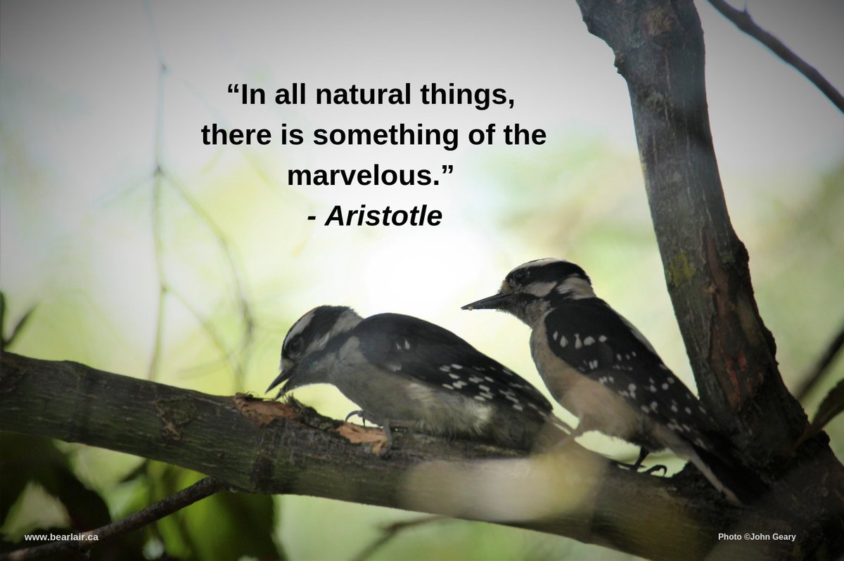Some #WednesdayWisdom from #Aristotle. #wildlifewisdom #WildlifeWednesday #InspirationalQuotes #WiseWords #woodpeckers #backyardbirds #quotesaboutnature