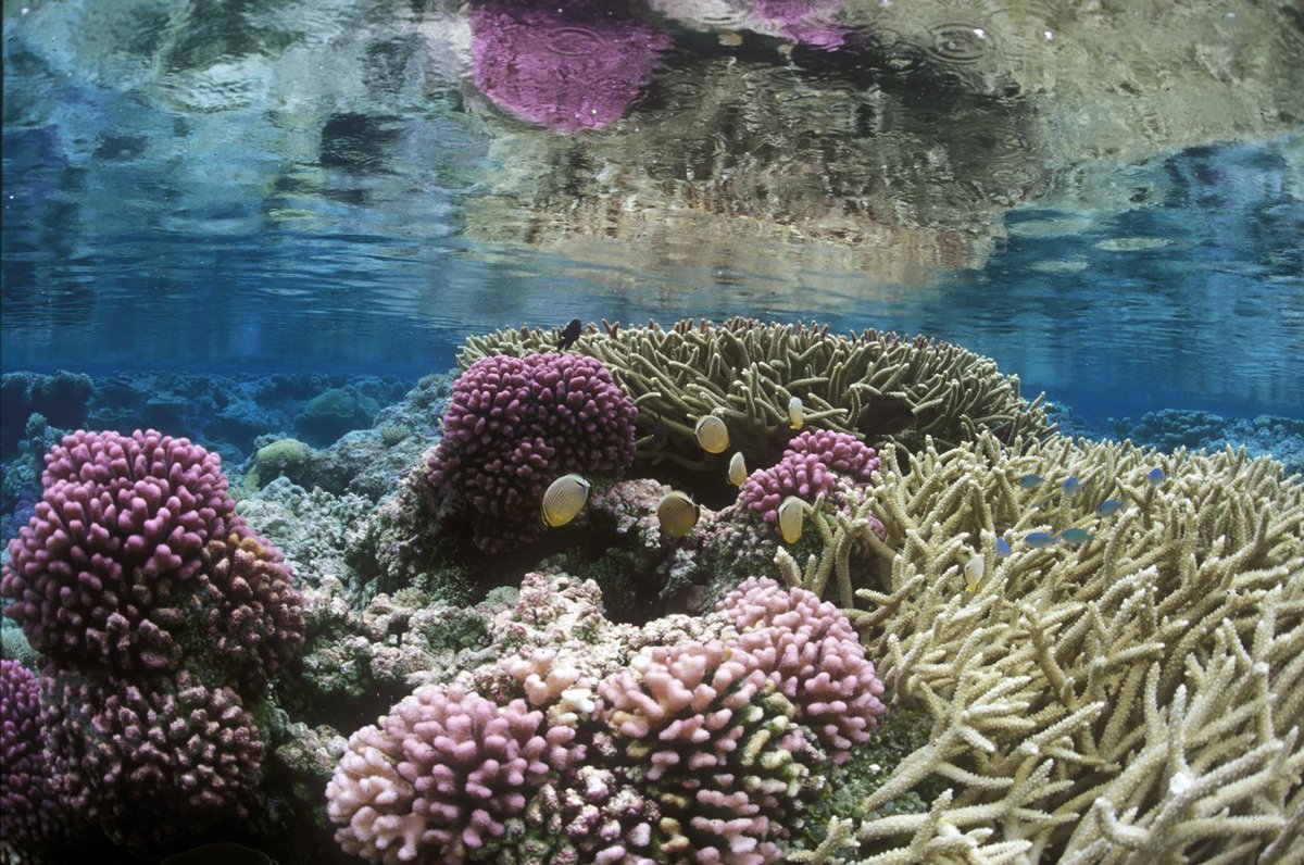 Here’s a photo of a coral reefscape to hold in the Palm(yra) of your hand.  

Palmyra is home to lush forests and beautiful reefs. As the only nesting habitat w/in 450 K sq. miles of ocean, Palmyra Atoll is also a crucial refuge for migratory seabirds and shorebirds.