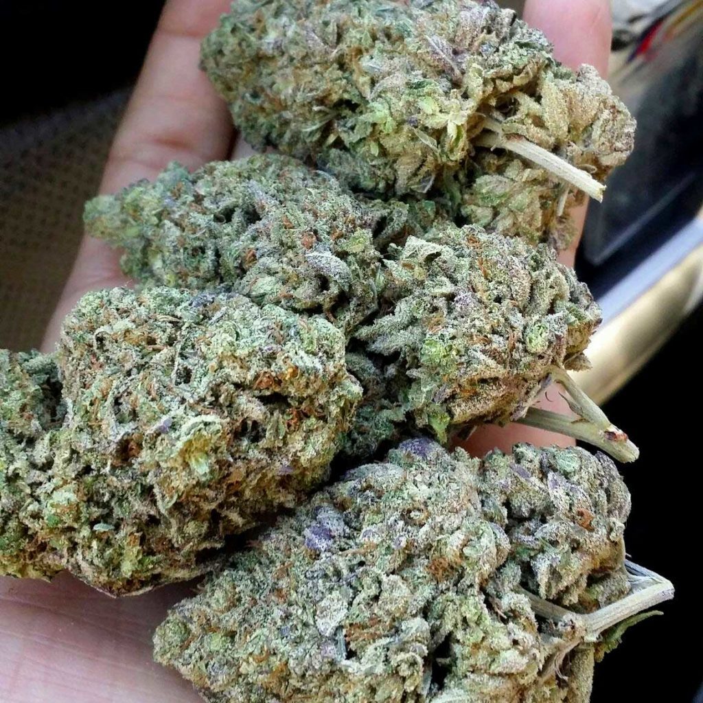COBudFarm's tweet photo. Superbowl Specials!! https://t.co/pYg3dzgLWM https://t.co/vVwjZ130Fs