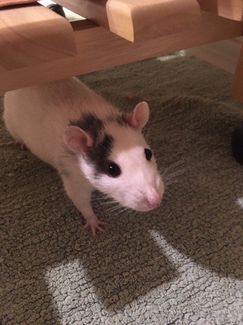 New rat-friends! Monse (pronounced Mon-say) and Brittany are some mellow, older girls who enjoy being petted and held and still love climbing despite being 2.5 years old! They're looking for a place to settle down to live out the twilight of their lives. #ratties #rats #petrats