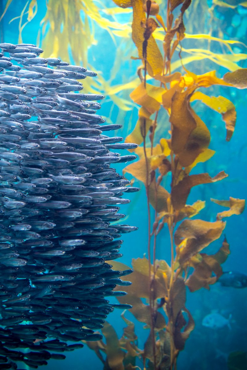 A silvery school of small fish swim into view from the left against a backdrop of yellow-brown giant kelp and turquoise blue water.