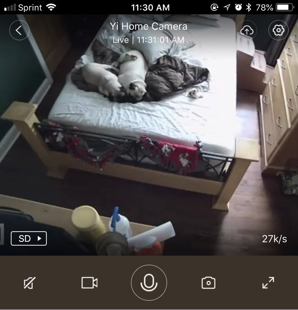 puggitypug's tweet photo. A4: my moms got a creepy stalker camera of us that she turns on when she misses us. What a weirdo. #pugchat https://t.co/yS6wzaaNJ8
