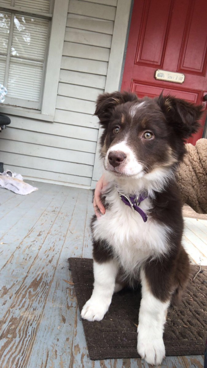 absmart_'s tweet photo. here’s a thread of hazel as she grows... 11 weeks now <3 https://t.co/pN6RMOw1Bu
