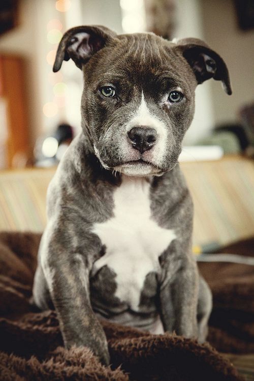 🐾😩Such a cute puppy!!!!!😍🐾
#pitbullpuppy #pitbullpride #pitbullofficial #pitbullmix #pitbullterrier #pitbullnation #pitbullfriends #pitbullrescuee #pitbullpuppies #pitbullproblems #pitbullsarelove #pitbullawereness #pitbulllovers #bulldog #pitbullfamily #americanpitbull