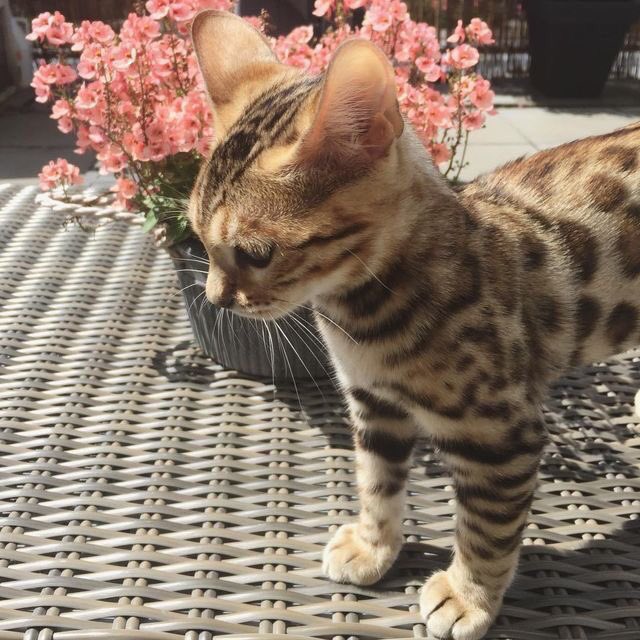 mudafi_sani's tweet photo. Hukuk okuyorum ama aslında sayısalcıyım.
Kediyim ama aslında leoparım. https://t.co/LOM0fDb9Si