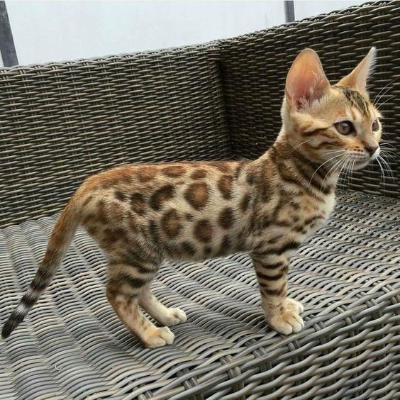 mudafi_sani's tweet photo. Hukuk okuyorum ama aslında sayısalcıyım.
Kediyim ama aslında leoparım. https://t.co/LOM0fDb9Si