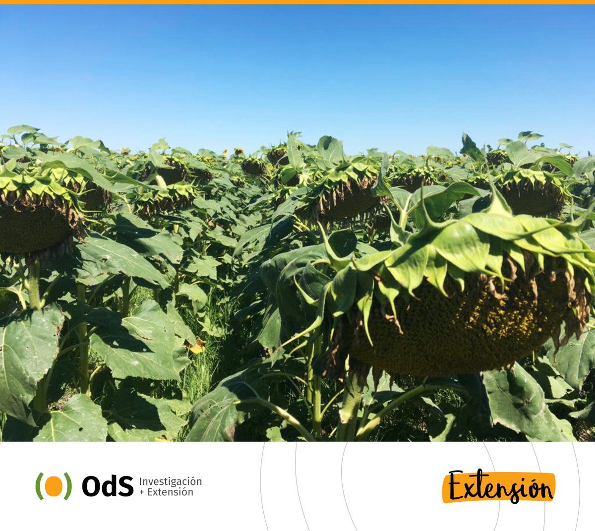 OdSagro's tweet photo. Hoy tuvimos un #BuenMiércoles: recorrida por la producción girasolera en el Oeste Arenoso. Una campaña más apostando al #girasol 🌻👌
#YoMonitoreo #ODSTeam #ExtensiónODS https://t.co/PLCU4IcvL8