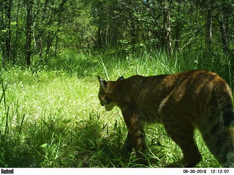 Canid_Camera's tweet photo. #CanidCamera is back!! In season 2 we are tracking animal behavior in managed forests to recover imperiled #NewEnglandCottontail encourage #NativePlant species and increase #biodiversity! 

Help @ https://t.co/FlYR1QEl9N 
#HudsonValley @the_zooniverse @EsfCohen @sunyesf #trailcam https://t.co/tjoq4O4yjb