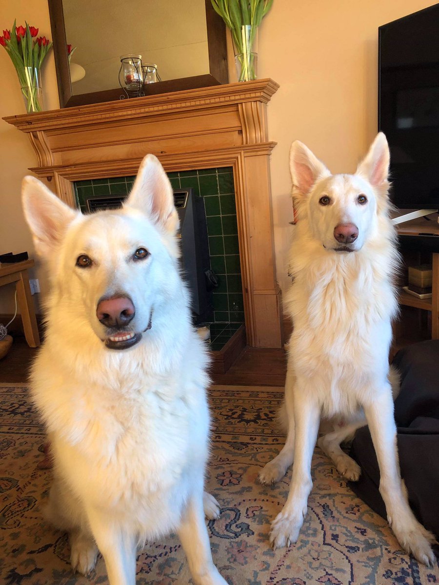 Harveywgsd's tweet photo. Double trouble #Maya #Kobi https://t.co/2O6ixy9aaf