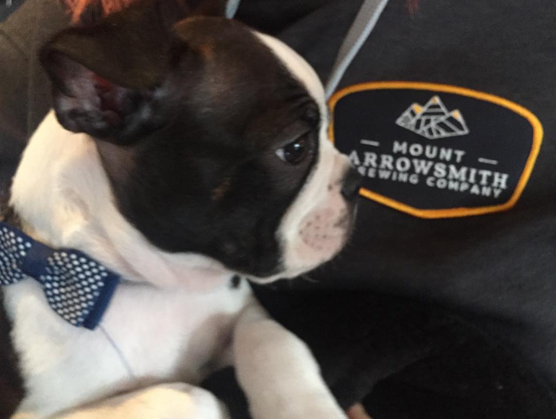 Everyone meet Jasper the Boston Terrier the newest member to the brewery family. He is a great stress reliever, makes us laugh and melts our hearts.  We are a dog friendly establishment so don’t forget your furry friends.
#MABrewing #islandbrewmountainview #myPQB  #puppies #pint