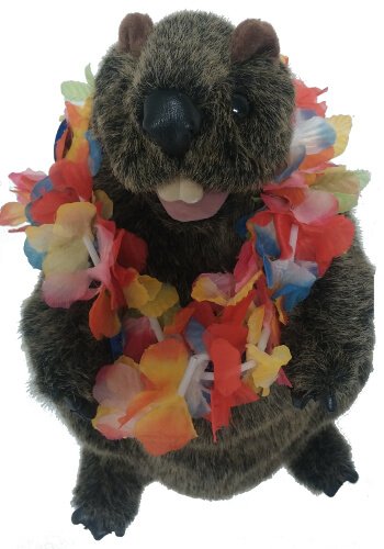 Groundhog Day falls on a Saturday this year. We'll be open at 7am for it as usual with some amazing beers and a lot of fun! Plus Hawaiian shirts and stuff. greylodge.com/groundcat.html