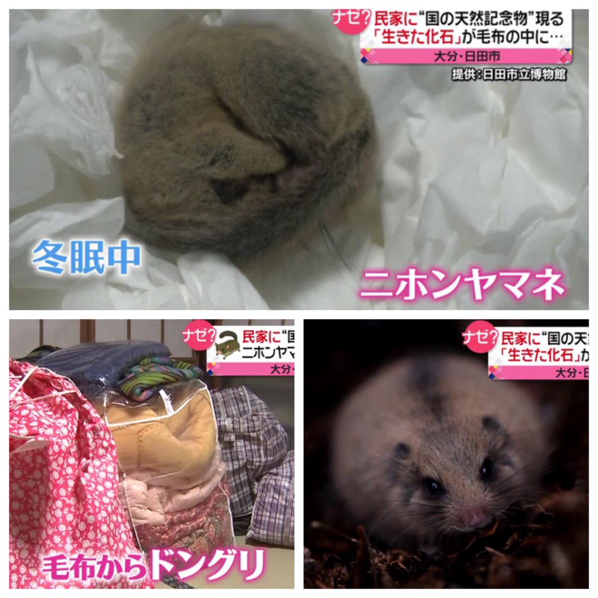 ヤマネ情報集めてます On Twitter ヤマネがいた毛布から数粒のドングリ 人 かわいい ヒメネズミ オイラのドングリ シマリス 冬眠場所にドングリってオイラのこと ヤマネ 毛布に潜り込んだらドングリあったけどヒメネズミも来てたんだね オイラ冬眠中は飲まず