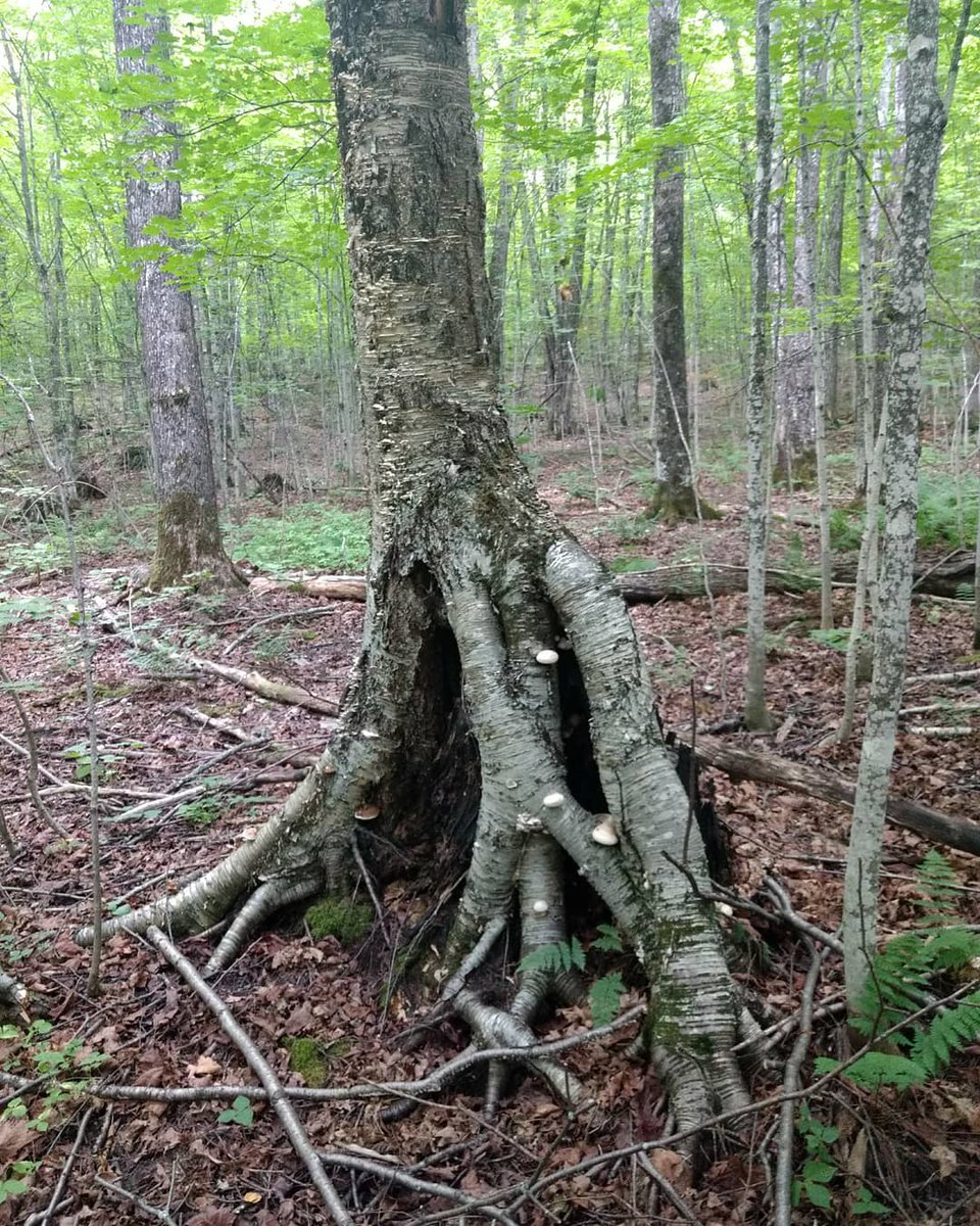 MTUcfres's tweet photo. Stilt roots develop from trees regenerating on nurse logs or rotting stumps. Stilt roots are very common for Yellow birch since they rely on rotting logs and stumps to regenerate. #stiltroots #yellowbirch #forest #mtusfres #crazysmart https://t.co/cY0ntqbcnU