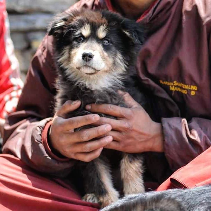 HimalayanMutts's tweet photo. Our team in the Himalaya reunite with a long lost pup from 2014.
This unexpected discovery reveals insights into how human habits influence the movement of dogs in the Himalaya. 🐕
https://t.co/ZFbttOi6xi
#HimalayanMuttProject https://t.co/dTO6ZzCC64