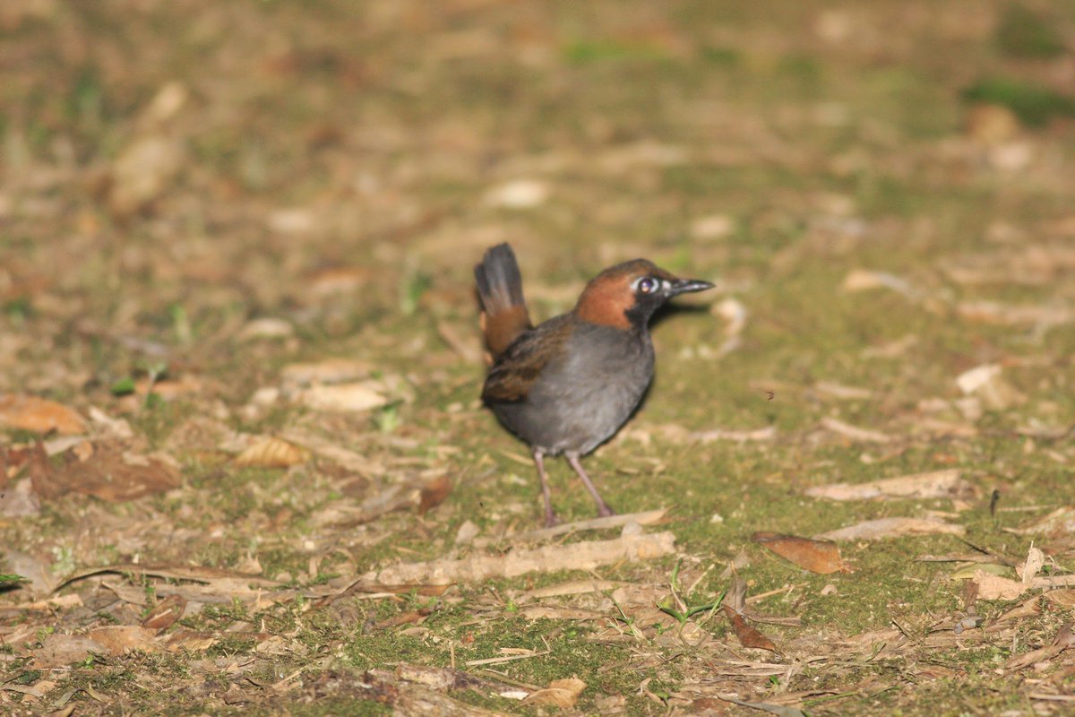 Leighton Reid (@leightonreid) on Twitter photo What the #antbirds tell us about #ecologicalrestoration in #tropicalforest
mbgecologicalrestoration.wordpress.com/2019/01/30/wha…
<a href="/tropicalstudies/">Tropical Studies</a> <a href="/MoBot_Research/">MoBot Research Dept.</a> <a href="/ESArestore/">ESA Restoration</a> <a href="/SERestoration/">SERestoration</a> #NHER What the #antbirds tell us about #ecologicalrestoration in #tropicalforest
mbgecologicalrestoration.wordpress.com/2019/01/30/wha…
<a href="/tropicalstudies/">Tropical Studies</a> <a href="/MoBot_Research/">MoBot Research Dept.</a> <a href="/ESArestore/">ESA Restoration</a> <a href="/SERestoration/">SERestoration</a> #NHER