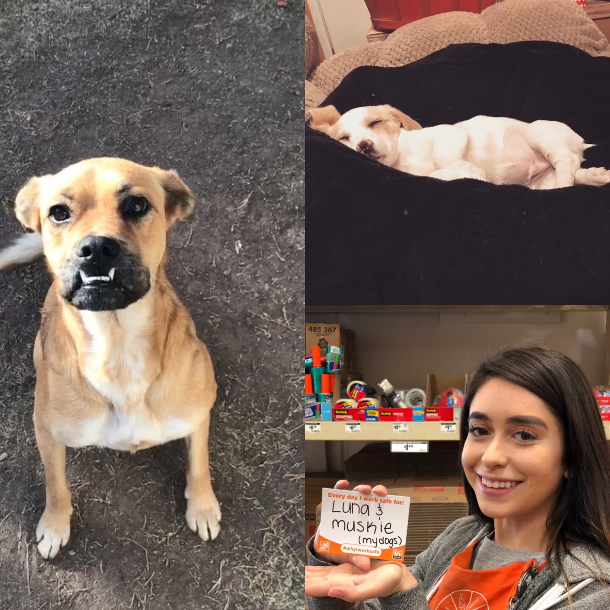 522frontend's tweet photo. Jennifer works safe to get home to her dogs, Luna and Muskie! #whyiworksafe https://t.co/gLgeUGL1Tg