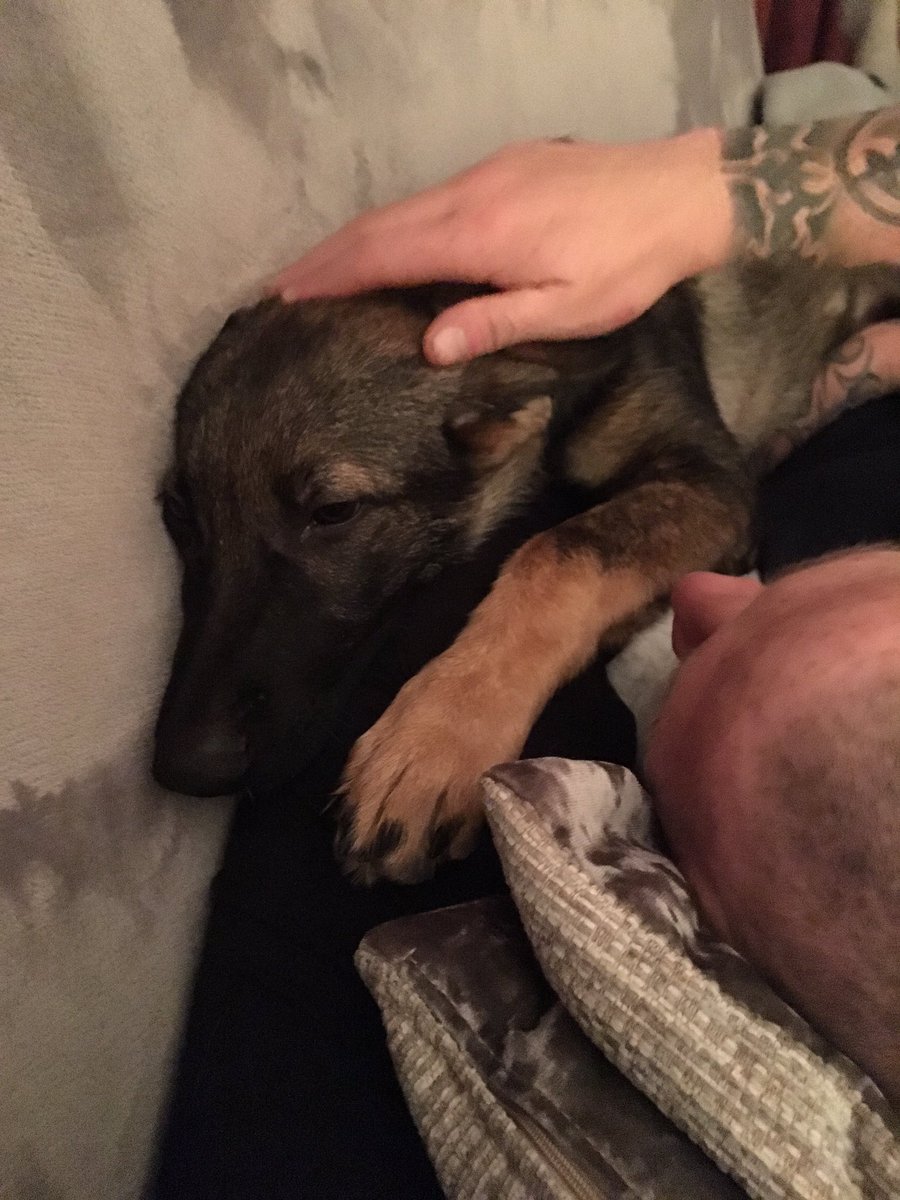 Sezryan's tweet photo. My world in one picture🌍 🐶💑💗#myworld #somuchlove #germanshepherd #myman #mytwofaves https://t.co/gDzf8UfPt4