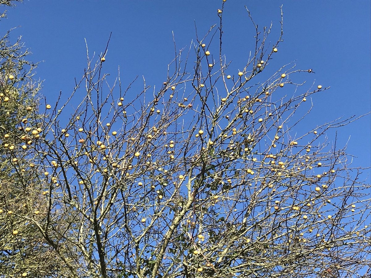 wildnessandwell's tweet photo. Appreciating winter tree beauty. Incredibly these two photos were both taken today, a day of two halves. #winterbeauty #fivesenses #vitaminn #treelove #wildnessandwellness https://t.co/1ARDiWVOGx