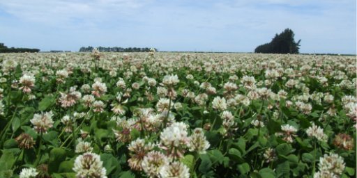 FARarable's tweet photo. We've received a number of queries around how to manage the extra growth of #whiteclover this season.
Friday 8 February, come along to view several plots demonstrating different methods of #desiccation &amp; decide which one will work best for you.
➡ https://t.co/Gs2NlP2f4Y https://t.co/3G18G2mBgp