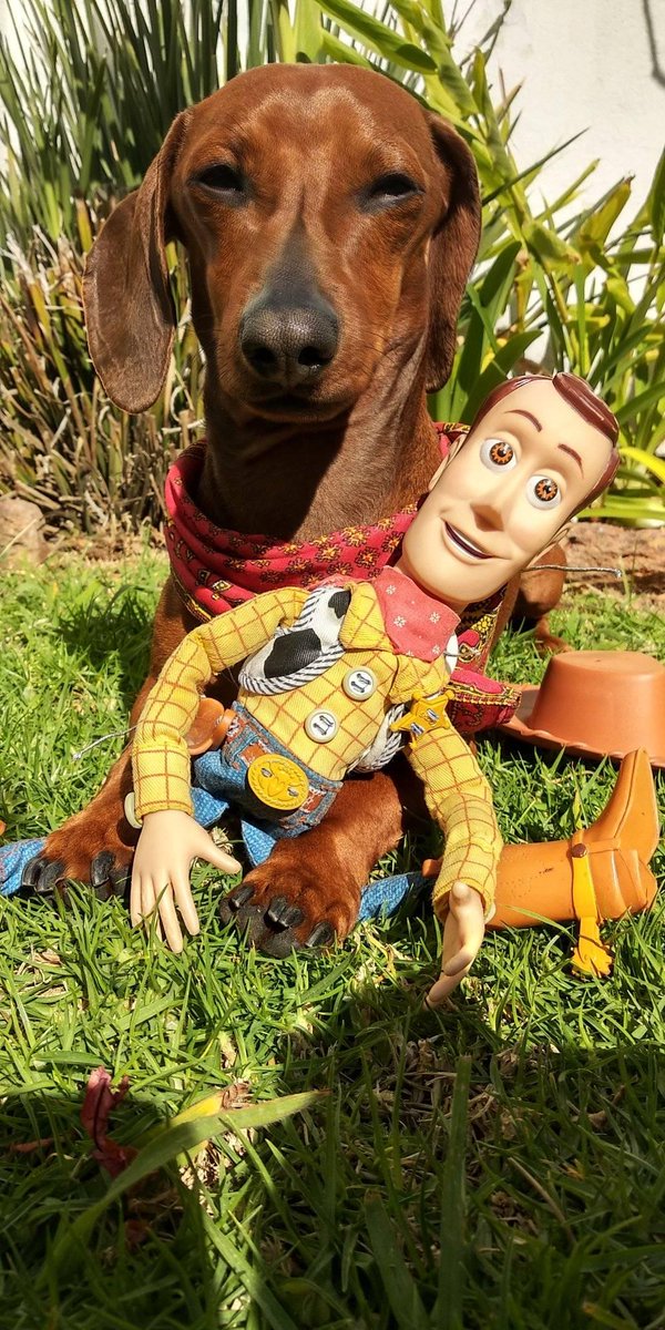 io soy tu amigo fiel 🤠🐶