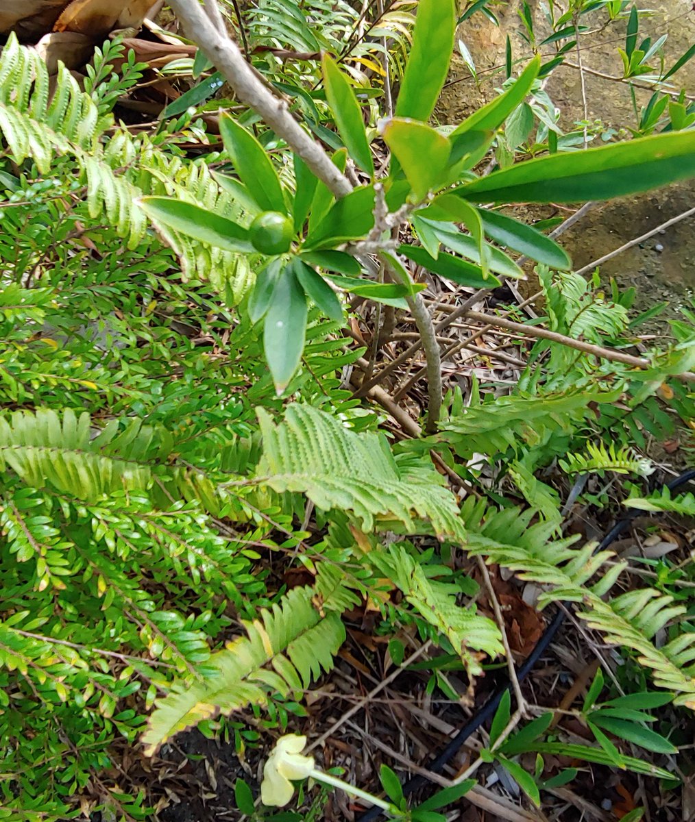 iochromaland's tweet photo. Today has been a day of struggle with putting names on Caribbean Brunfelsia. Here is one I collected from @NaplesBotanical, that has me stumped. Narrow lanceolate leaves, flowers ~10cm, white turning yellow. Fruits 2cm diam. Any ideas welcome! (apologies for fuzzy pics) https://t.co/DuoXwJDZAD