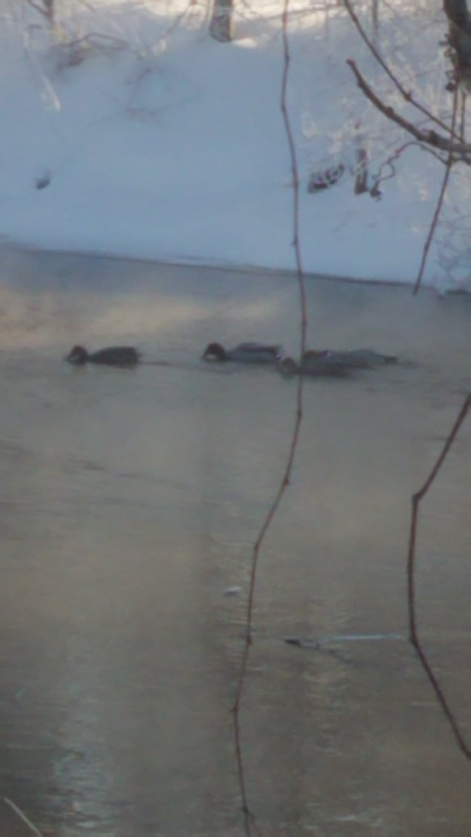 Drakeundertakr's tweet photo. #coldduck #wisconsin https://t.co/G68vvC2NJA