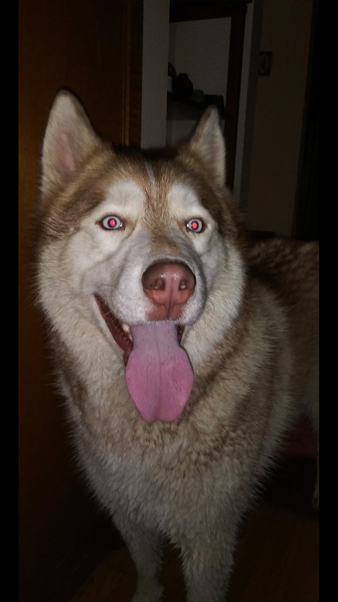 sageflips's tweet photo. Do you know me? I’m looking for my parents. please help! Found near the hood canal bridge JAN.30 https://t.co/g4boDDH5Bq