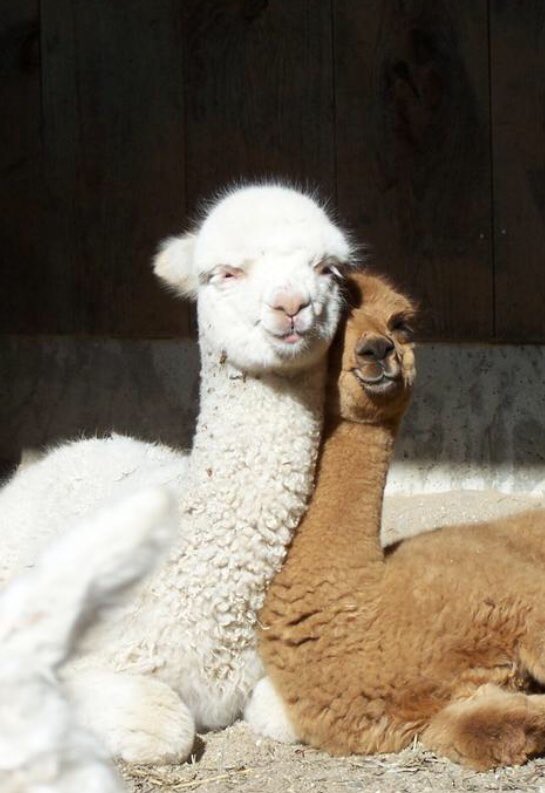 Alpaca Fact 24:However adult alpacas do find the occasional quiet moment for some cuddle time...  #ALECvsALPACA  #SaveShadowhunters