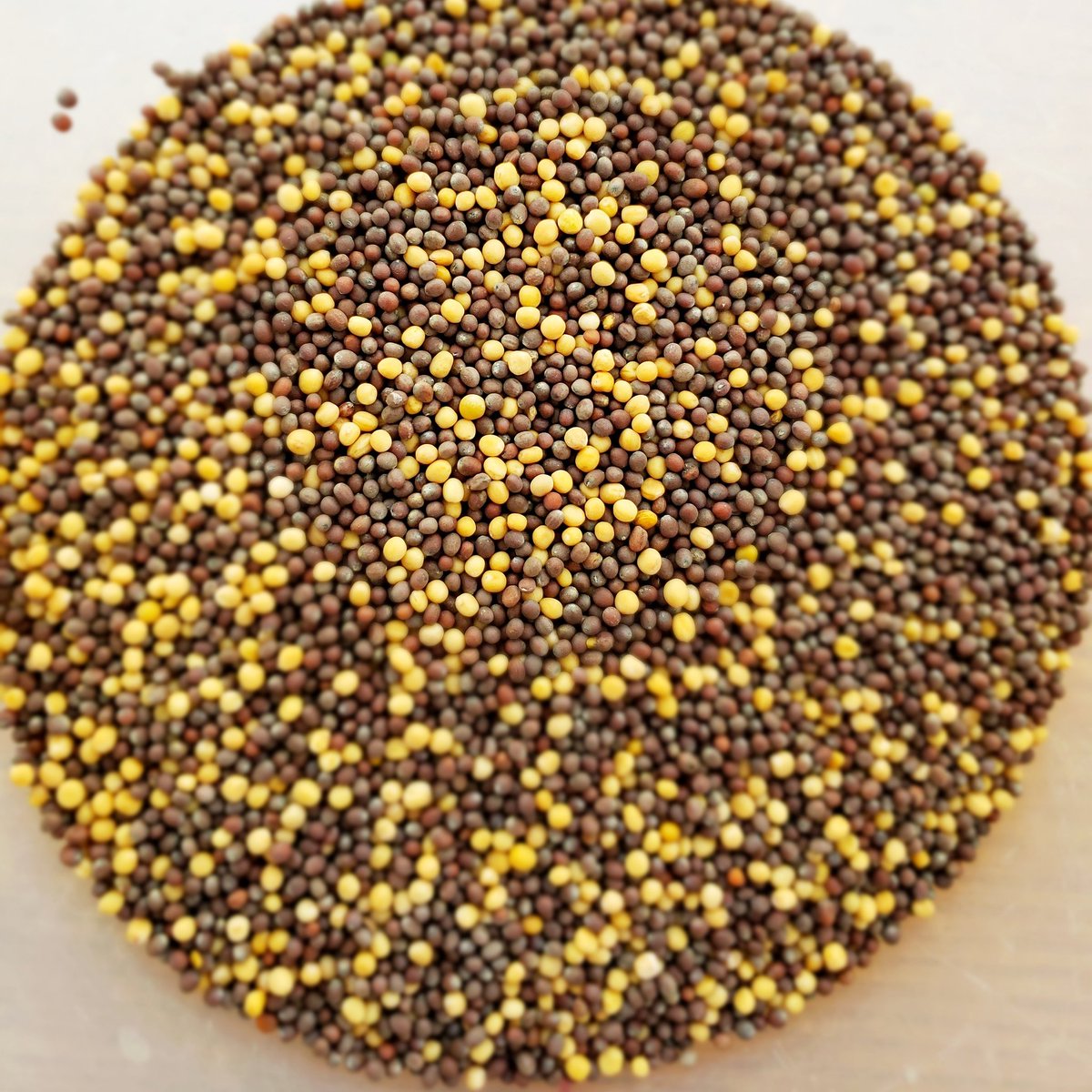 Making mustard. #love