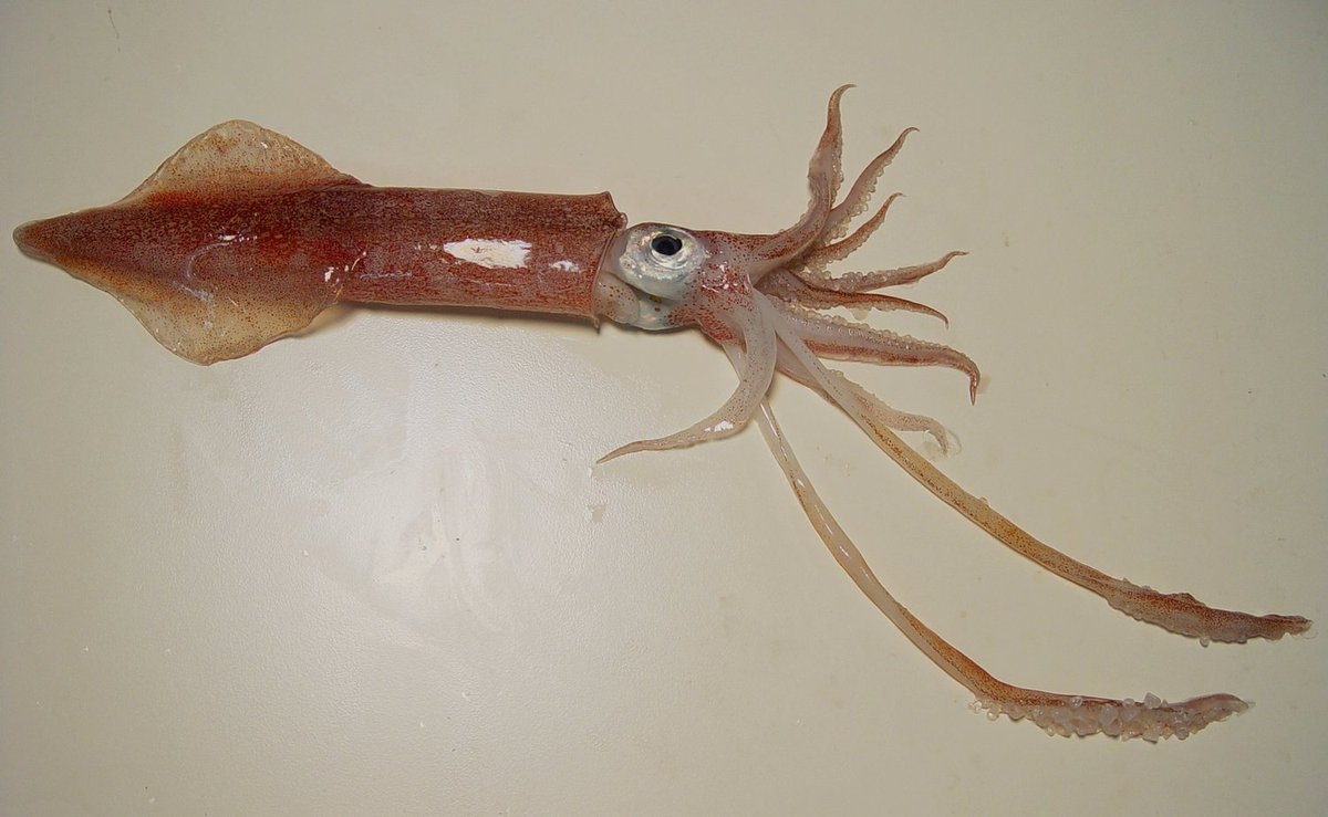 A host of unlikely underwater creatures have made numerous scientific advancements possible

lateralmag.com/articles/issue…