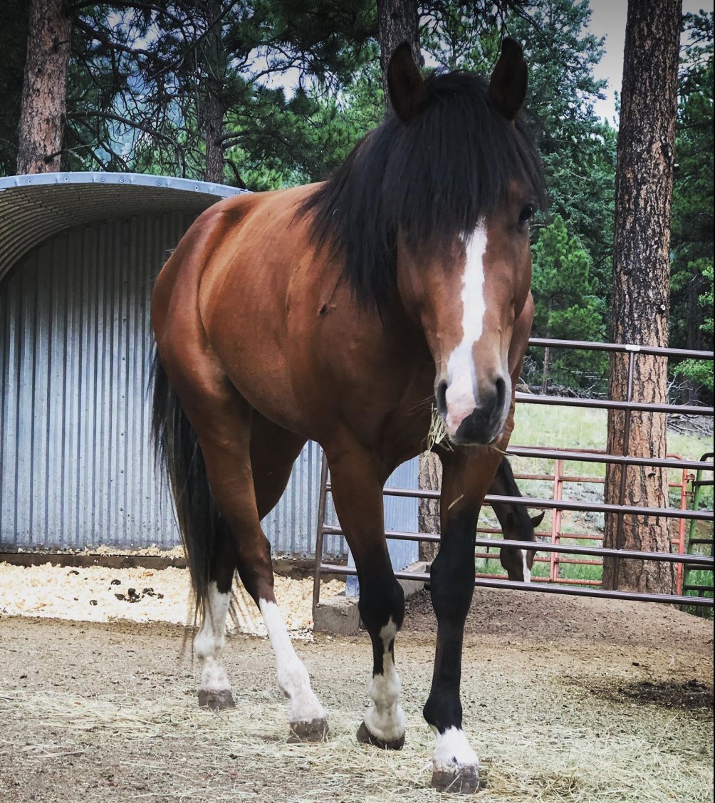 EquineHard's tweet photo. We have boot on the ground at Centennial Livestock Auctions as we speak! We are bidding for private buyers, and our rescue. There are 3 KILL BUYERS there now, bidding against us- out of spite! Dont let these horses go to Mexico! 😡 #donate #savethehorses  https://t.co/CNW4P0kq2z https://t.co/GkfWyzVLgP