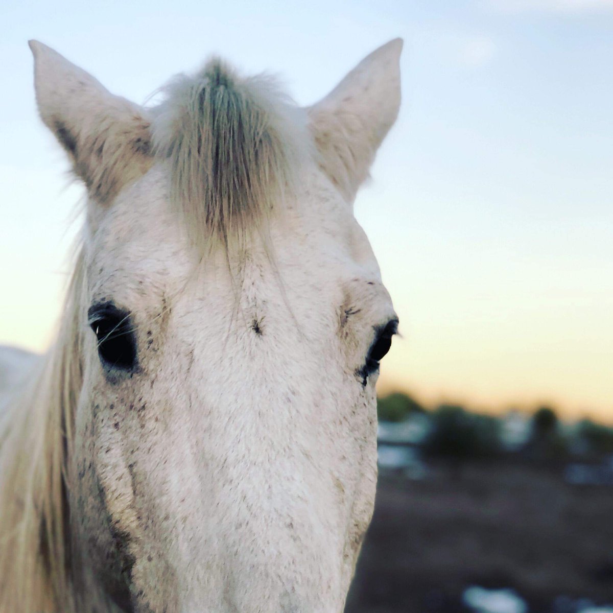 EquineHard's tweet photo. We have boot on the ground at Centennial Livestock Auctions as we speak! We are bidding for private buyers, and our rescue. There are 3 KILL BUYERS there now, bidding against us- out of spite! Dont let these horses go to Mexico! 😡 #donate #savethehorses  https://t.co/CNW4P0kq2z https://t.co/GkfWyzVLgP
