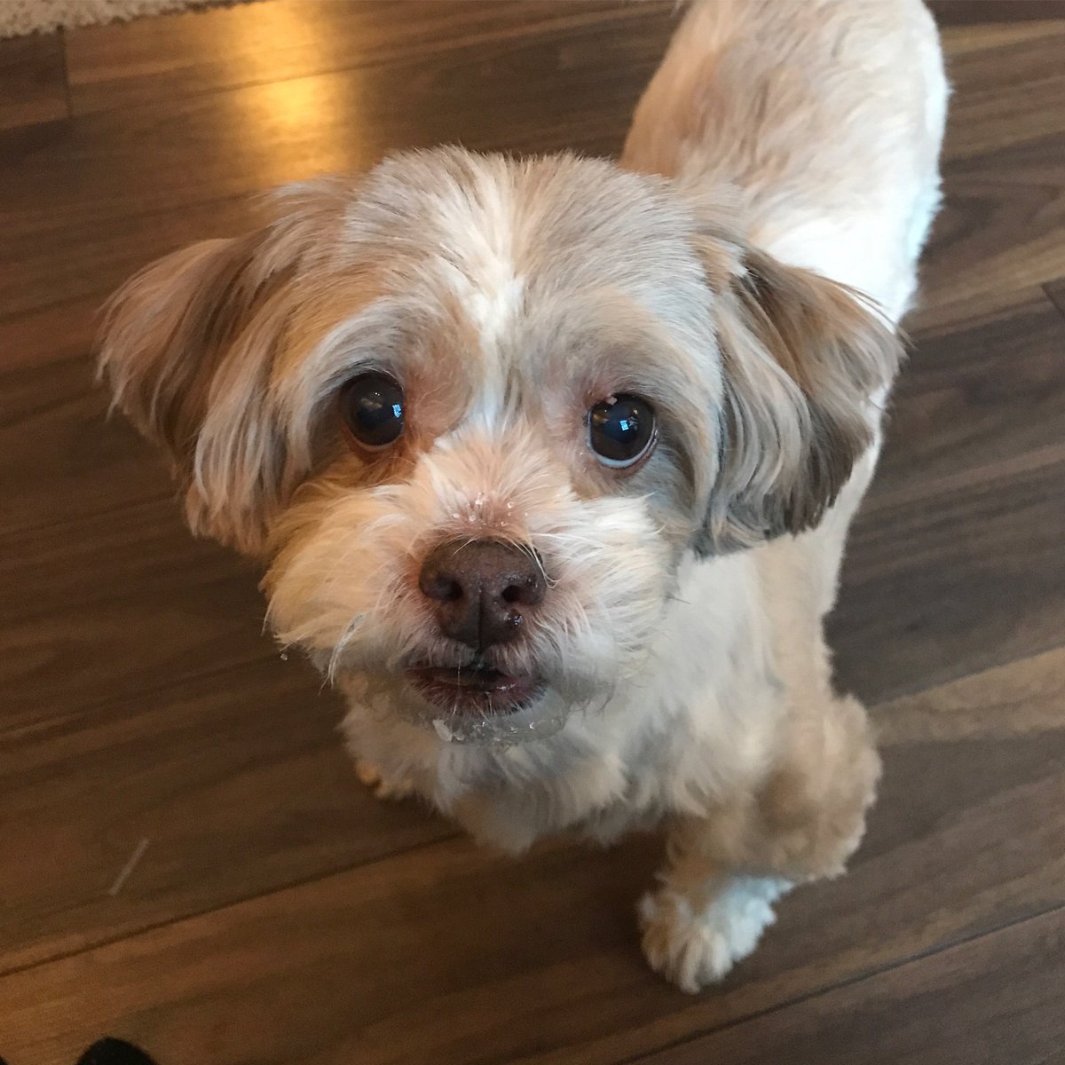 My sweet pup, Minnie, has been a wonderful form of therapy through my mental health journey. Dogs provide us with unconditional love, even in the worst of times. Human beings need to do the same, everyday! Let’s keep the conversation going everyday. #BellLetsTalk