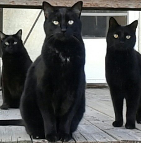 sometimes support comes with 4 legs #BellLetsTalk