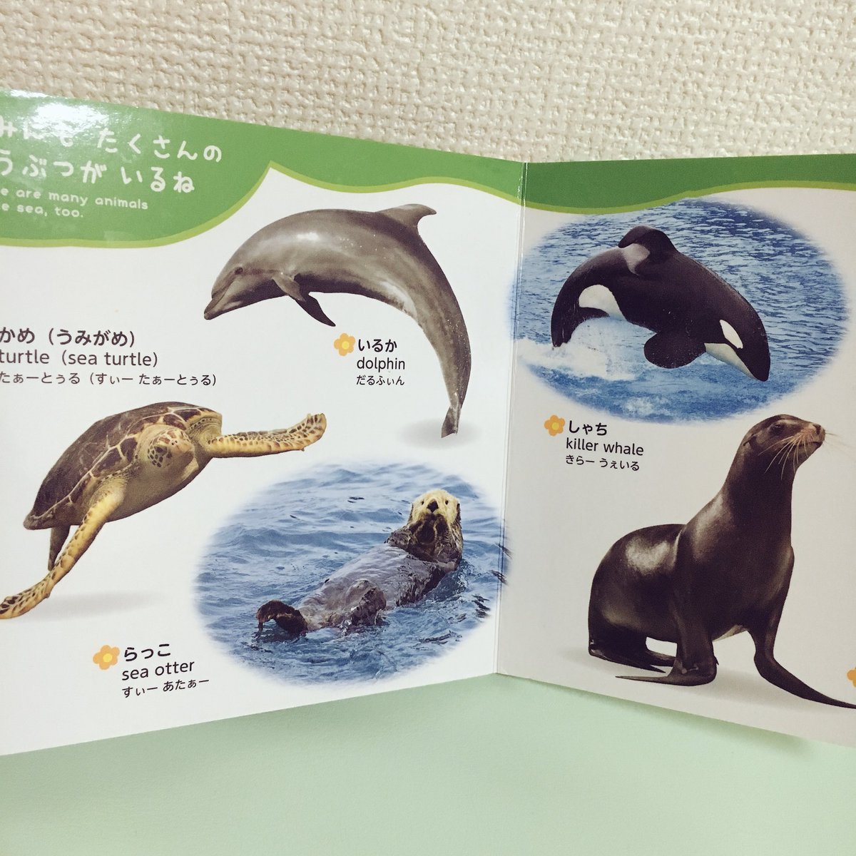 うしこ ゆるりおうち英語 100均 ダイソー のミニどうぶつ図鑑がお気に入りの娘 鳥 海の生き物 陸の生き物がバランスよく載ってて100円はありがたい 持ち歩きにも最適 しっかりした図鑑も欲しいけど 分厚かったり重いと自分でうまく扱えなくて うしこ ゆるりおうち英語 100均 ダイソー のミニどうぶつ図鑑がお気に入りの娘 鳥 海の生き物 陸の生き物がバランスよく載ってて100円はありがたい 持ち歩きにも最適 しっかりした図鑑も欲しいけど 分厚かったり重いと自分でうまく扱えなくて