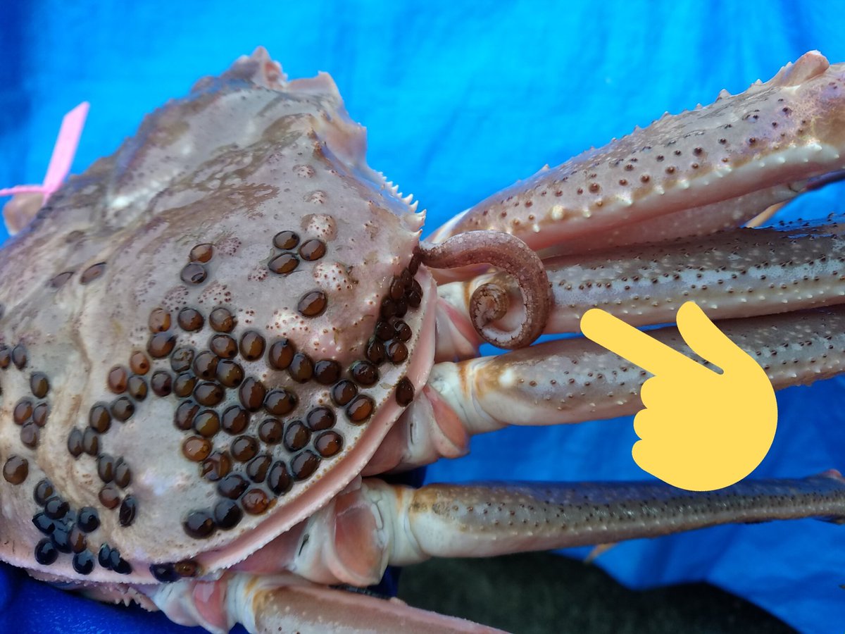 カニビル カニビル