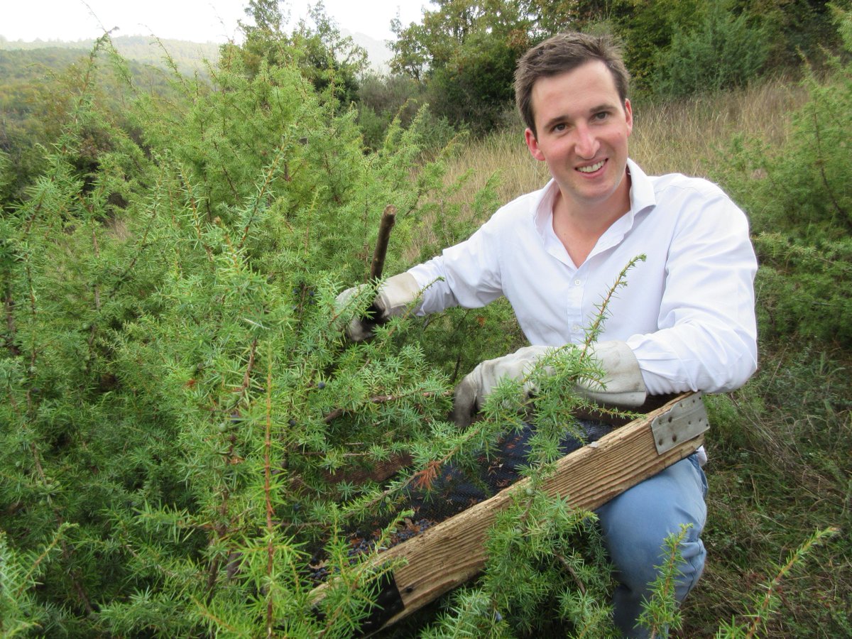 ElementalDistil's tweet photo. Gin means 'juniper' - and as such all good gin's are built atop this most primary of botanicals.
We import ours direct from father and son team who hand harvest wild Juniperus communis from the highlands of Macedonia.
#ROOTSDRYGIN #Macedonia #Tracibility #NZGin #HandForaged https://t.co/JYRgB4fM6G