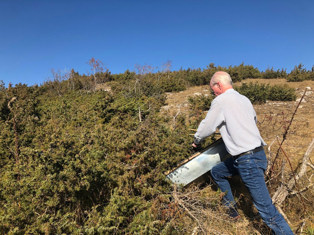 ElementalDistil's tweet photo. Gin means 'juniper' - and as such all good gin's are built atop this most primary of botanicals.
We import ours direct from father and son team who hand harvest wild Juniperus communis from the highlands of Macedonia.
#ROOTSDRYGIN #Macedonia #Tracibility #NZGin #HandForaged https://t.co/JYRgB4fM6G