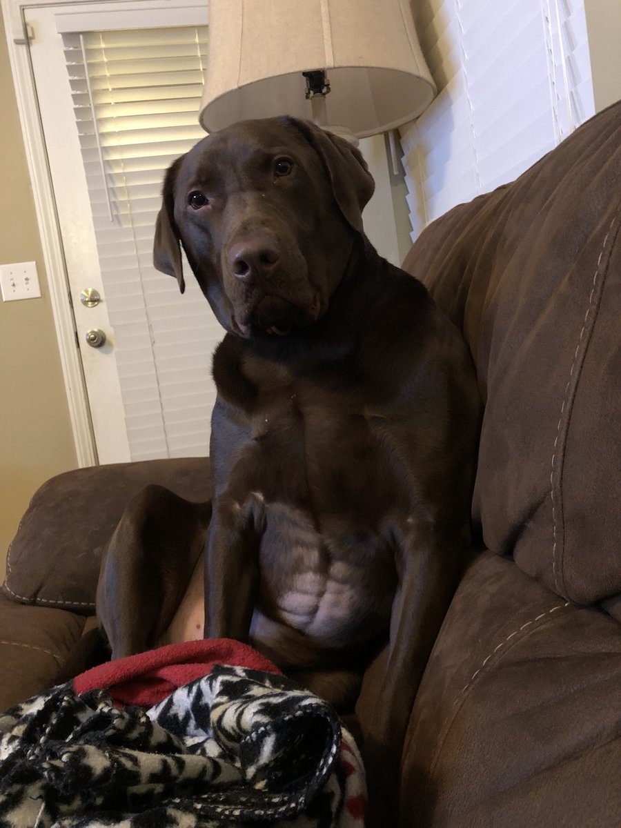 JonTLangston's tweet photo. My dogs gotta 6 pack.. and I do not https://t.co/ExIbpzR35b