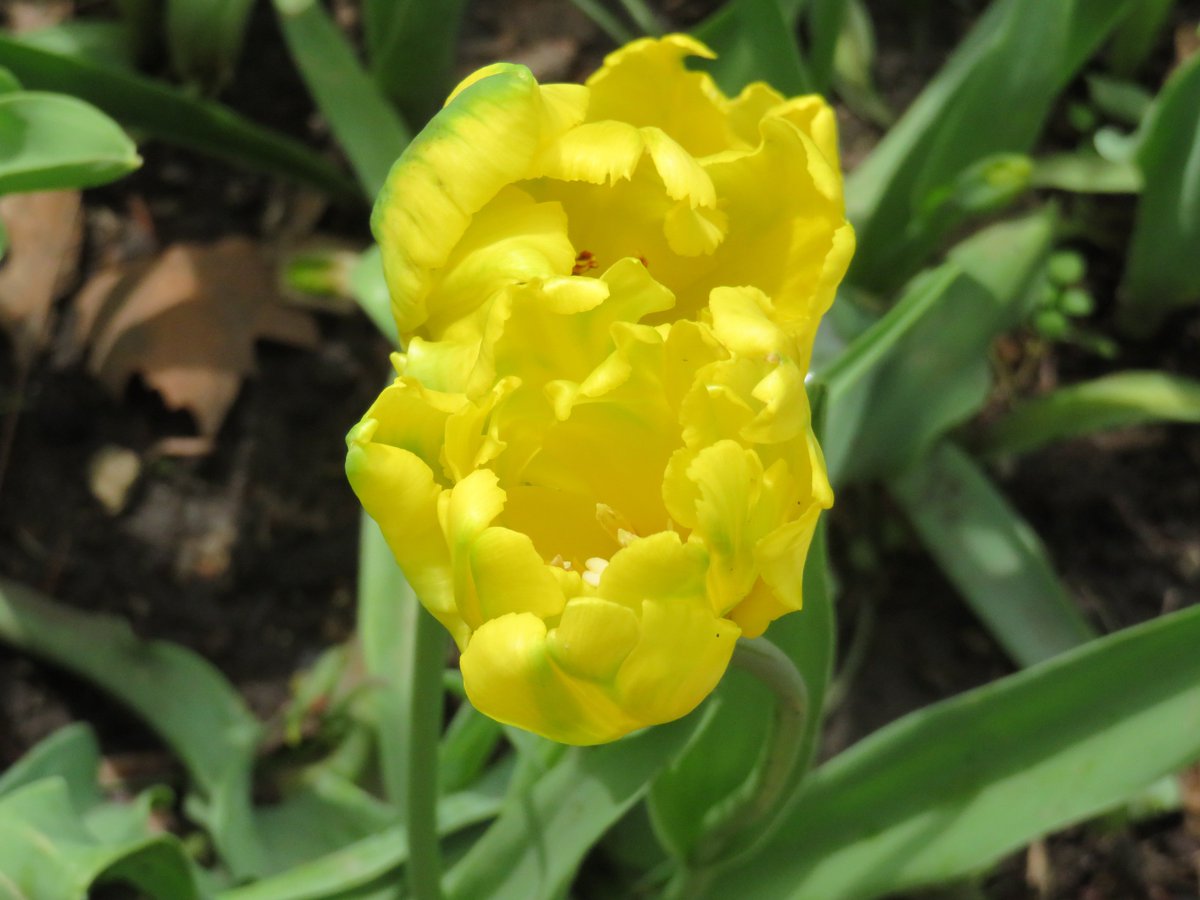 PLKlein_Author's tweet photo. "Mortality means you don't have forever to work things out." ~ #MitchAlbom #QuickQuotes #ThinkingOutLoud #WednesdayWisdom #WednesdayThoughts #Mortality #Forever #WorkThingsOut https://t.co/jTr7d0SICJ