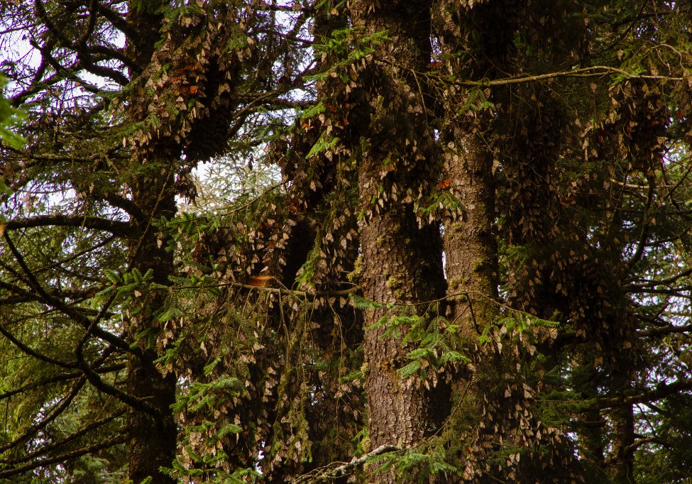 En el Santuario del Rosario, en Michoacán, el follaje de los oyameles se torna café en esta época del año con los millones de mariposas que cubren las hojas. Es el llamado Reino de las Monarca.

🖋️: Victor Galván J.
📷: Dennis Paradas