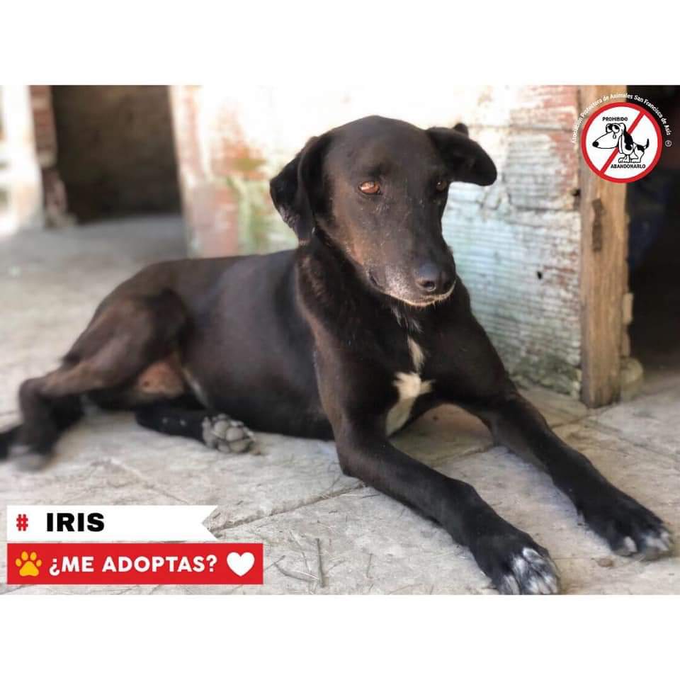 Hola soy Iris y estoy en adopcion💛
🐾Tengo 3 añitos
🐾Super compañera
Al igual que a todos mis hermanitos Francis vengo de un pasado triste y de abandono,pero a pesar de eso soy una perrita muy alegre y agradecida
¿Querés saber mas de mi?
Envía un email
adopciones@refugiosfa.org