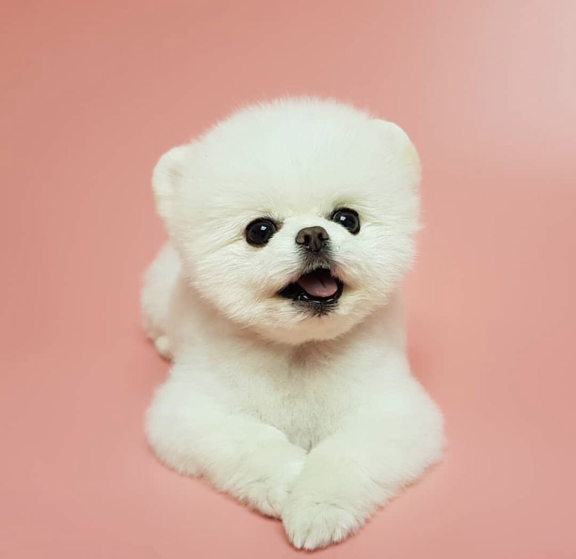 tony as poms (@tonyaspoms) on Twitter photo 